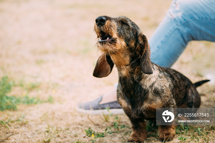 Brown Red Wire-haired Dachshund Dog Barking