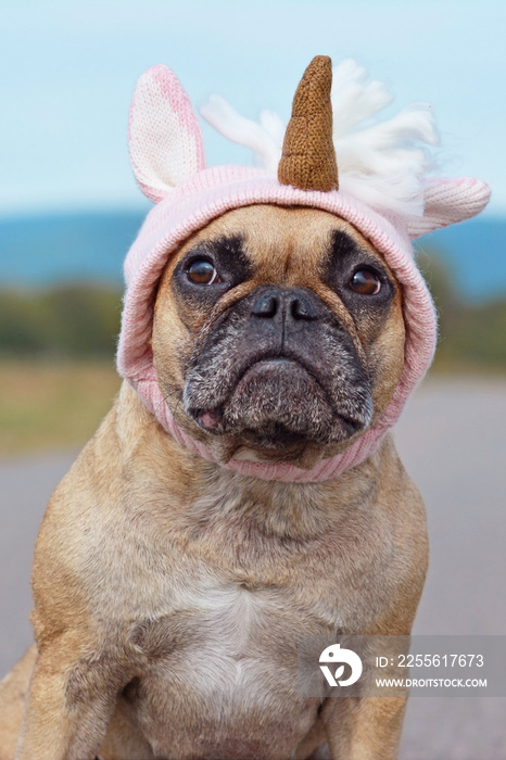 Cute French Bulldog dog dressed up with Halloween costume in shape of pink knitted unicorn hat