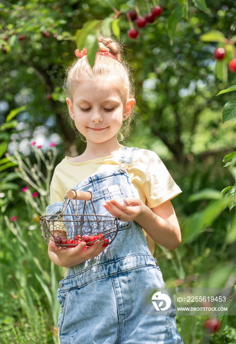 Little girl is picking cherries in the garden.