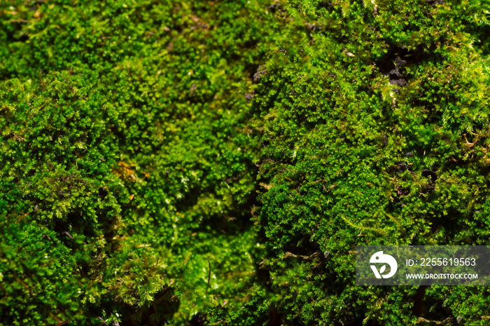 green moss background texture beautiful in nature