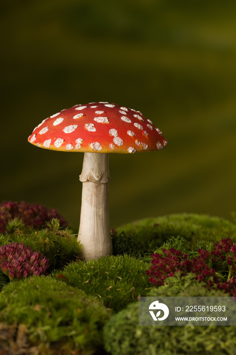 red toadstool on moss