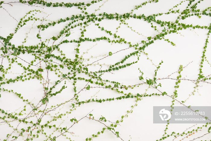 ivy leaves isolated on a white background