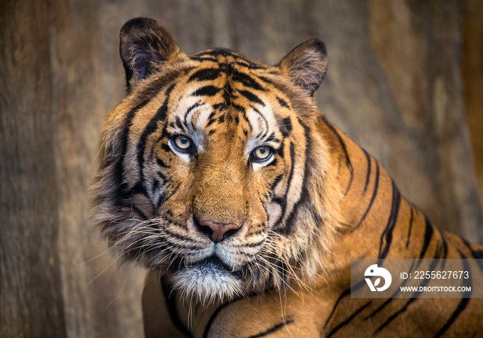 The face of Indochina tiger.