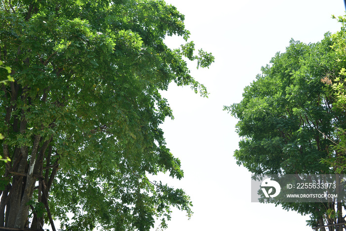 Foreground of lush trees isolated on white background