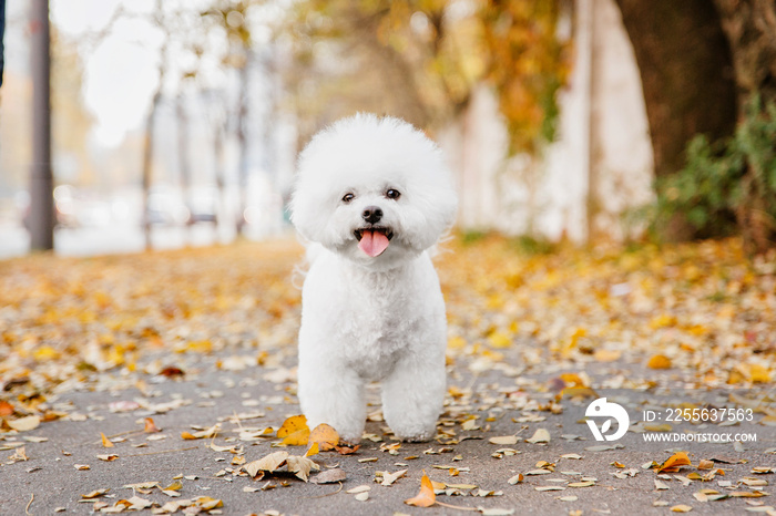 比雄卷发犬特写肖像。秋天。秋天