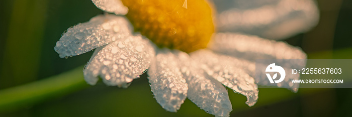Daisy Flower Meadow Covered With Drops of Dew in the Early Morning. Close-up. Web Banner.
