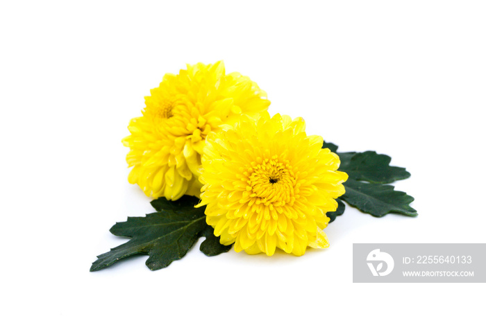 Yellow chrysanthemums flowers isolated on white background