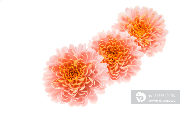 chrysanthemum flower isolated