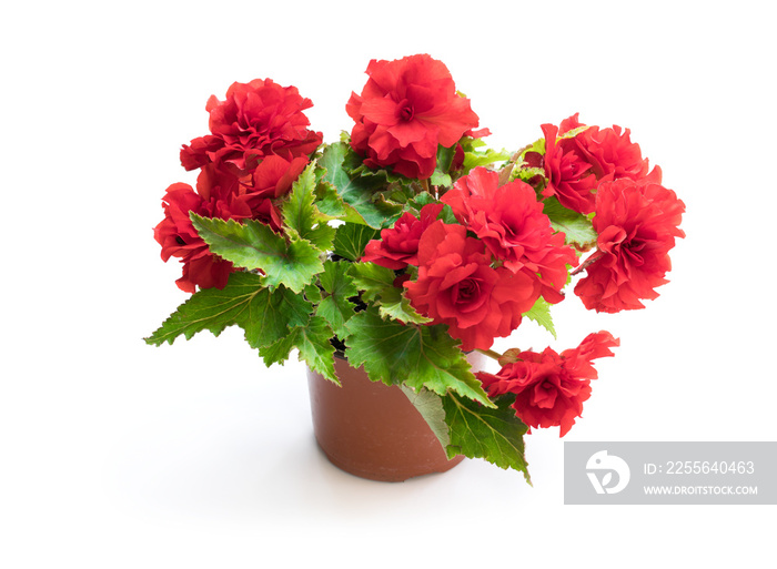 White Begonia plant in the flowerpot isolated on white