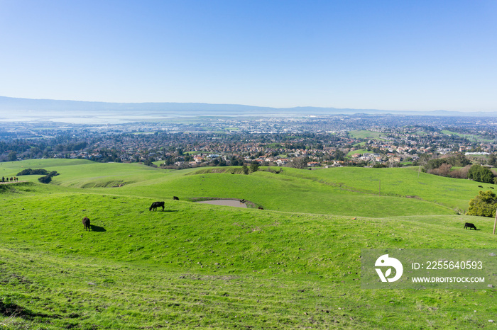 View towards Fremont, cattle grazing on the hills, east San Francisco bay, California