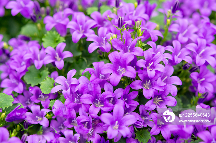 美国风铃花或美国喇叭花，用于花园和装饰的春天紫丁香花