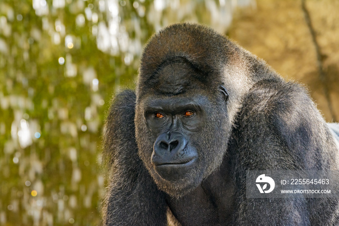 Male Silverback Western Lowland gorilla, (Gorilla gorilla gorilla) close-up portrait with vivid deta