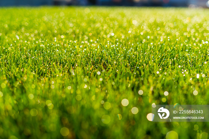 Morning dew on green grass close-up. Summer rain drops