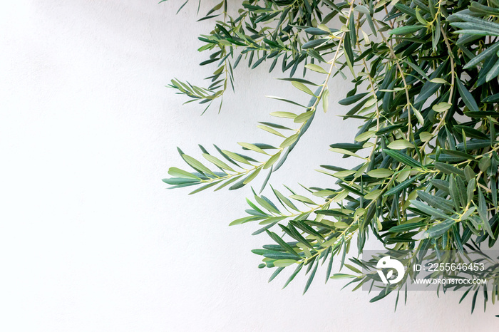 Olive branches against a white wall on a Sunny day. Greece. Copy space.