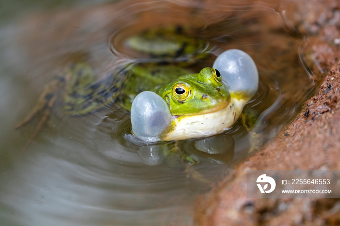 Pelophilax lessonae，青蛙在池塘里吹着脸颊休息。