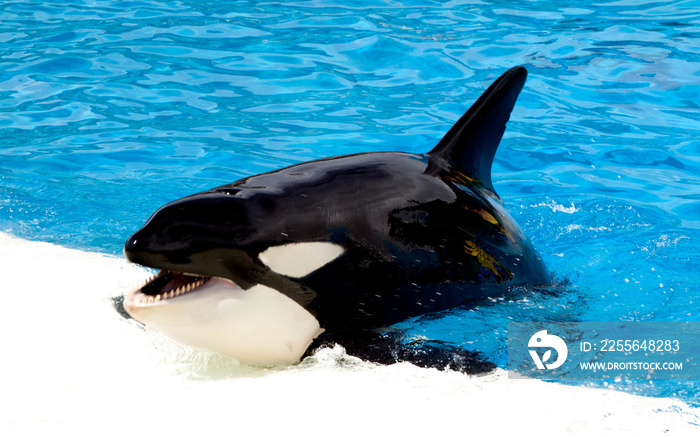 Killer whale with mouth open in clear blue water