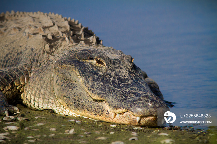 Large bull alligator soaks up Florida sunshine