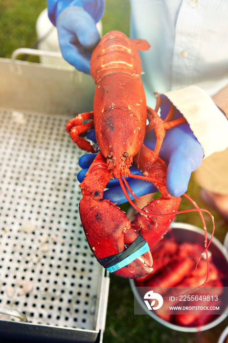 Person holding freshly cooked lobster