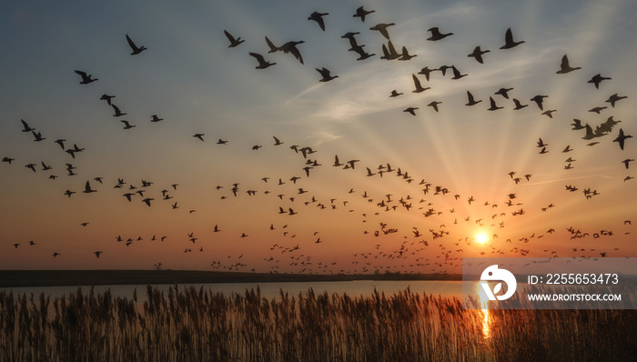 überwinternde Weißwangengans oder Nonnengans (Branta leucopsis) an der Nordsee,Wattenmeer Nationalpa