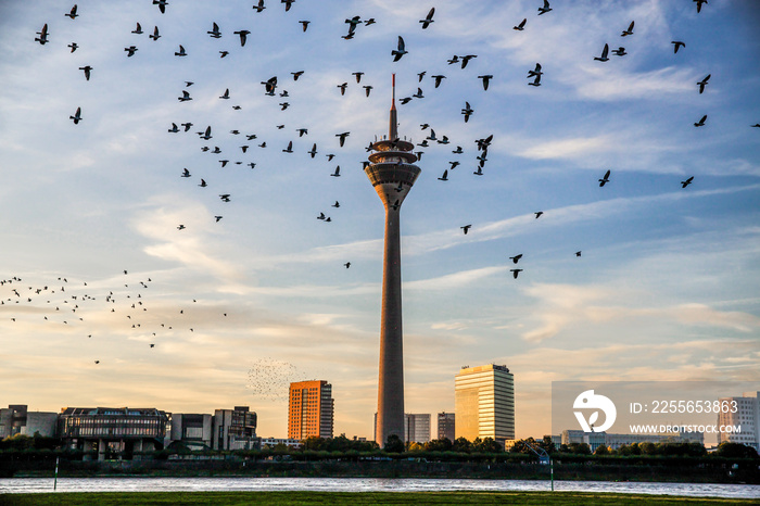 Rheinturm und die Vögel