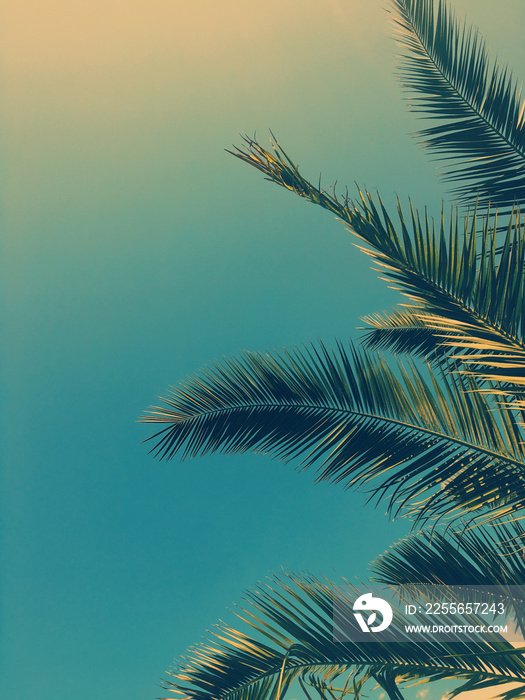 棕榈树叶与天空，夏日旅行背景