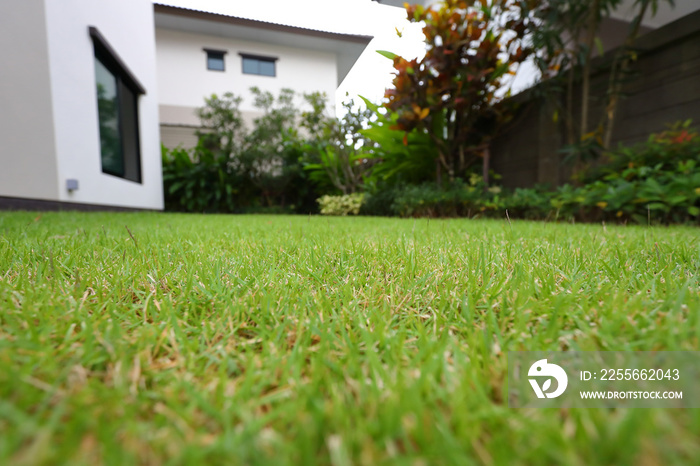 花园住宅中的草坪绿化和绿草草坪