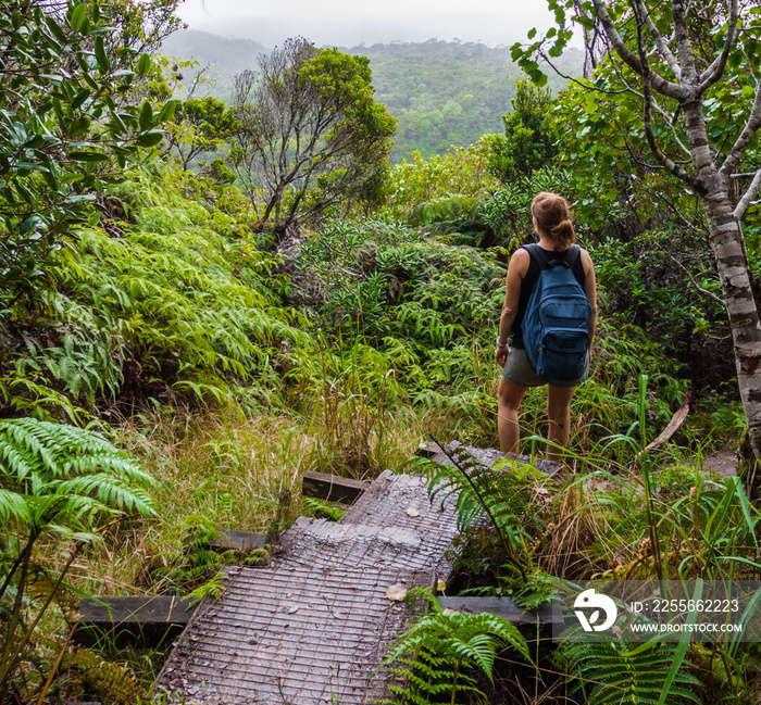 Female Hiker On The Pihea Trail Through The Alakai Swamp , Kokee State Park, Kauai, Hawaii, USA