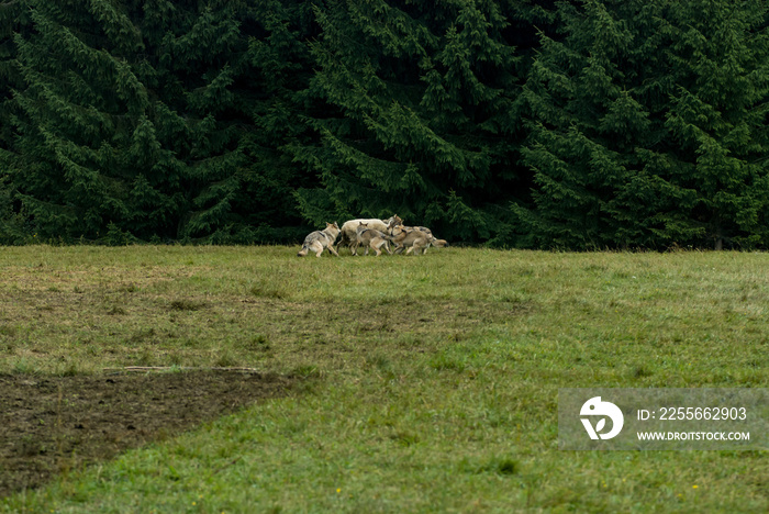 Wolf pack hunting sheep