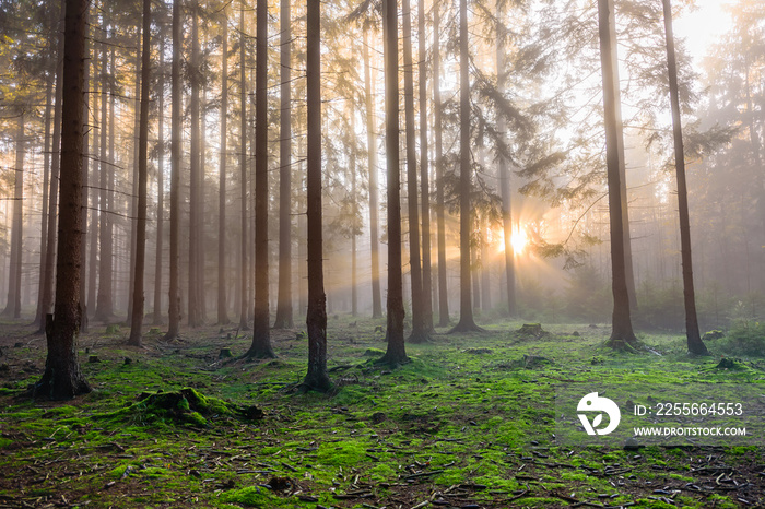 Beams of sun light shining through autumn mist in CHKO Brdy, Czechia.