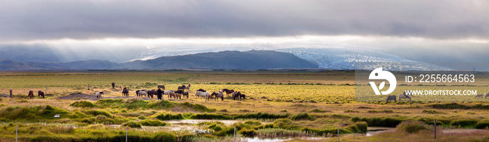 Icelandic horses at sunset, near Fláajökull glacier, part of Vatnajökull the largest glacier in Euro