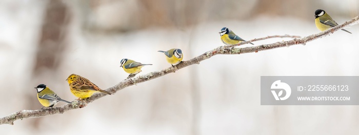 birds on a branch