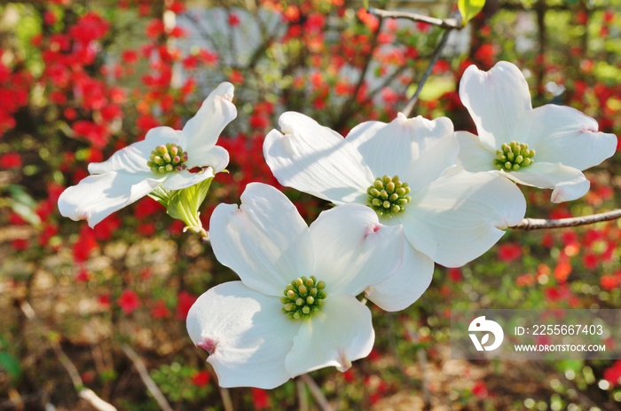 白山茱萸（矢车菊）春天开花