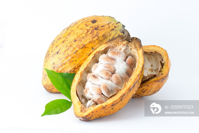 Cocoa pod on a white background.