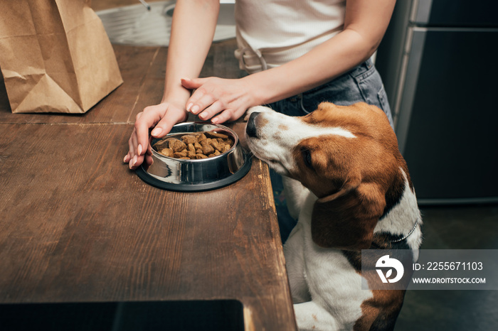 Cropped view of young woman giving pet food to adorable beagle dog