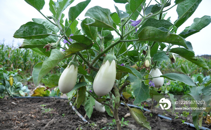 In the organic soil, white eggplant grows