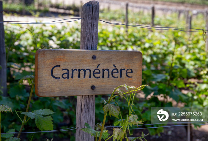 葡萄园上的CARMENERE葡萄酒标志。葡萄园景观