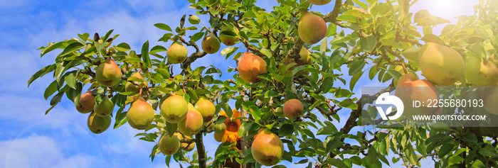 Branch with pears isolated on blue sky. Garden background.