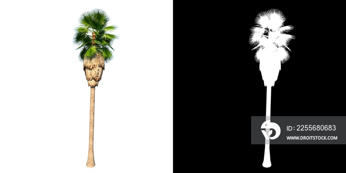 Front view of Plant (generic palm tree 3) Tree png with alpha channel to cutout made with 3D render