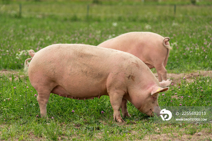 Large pigs rooting in a green summer field