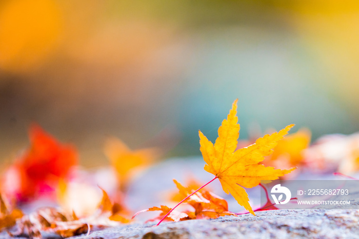 Autumn maple tree leaves