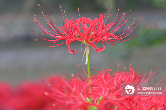 red spider lily of Japan