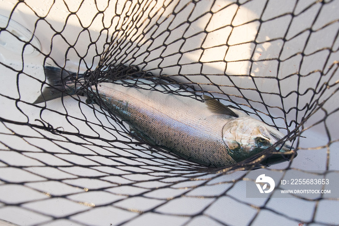 Fresh Coho Salmon in net