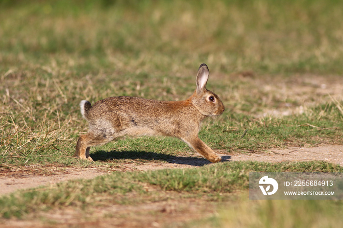 Wild cute Easter rabbit is  running on meadow