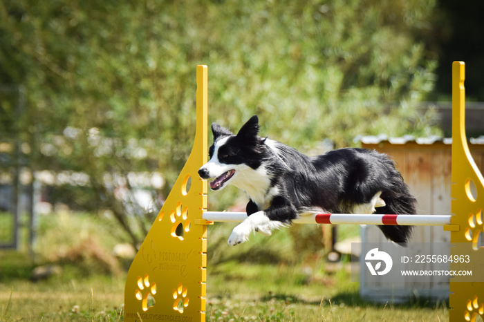 边境牧羊犬正在跳过跨栏。捷克敏捷性私人训练的精彩一天