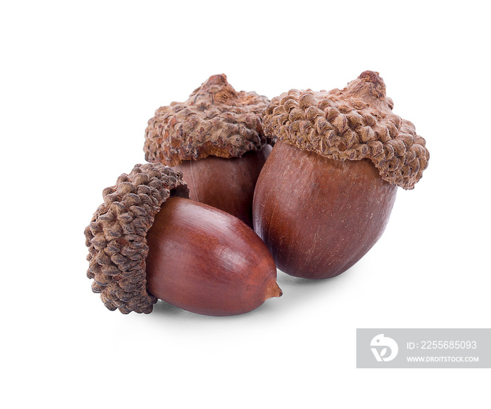 acorns on a white background ,close up