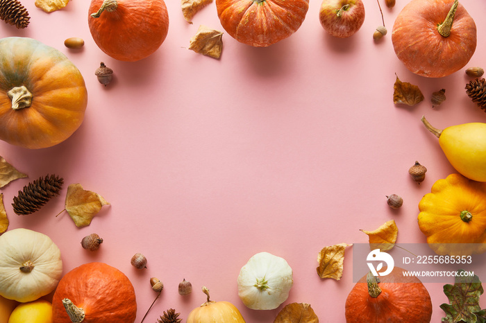 ripe whole colorful pumpkins and autumnal decor on pink background with copy space