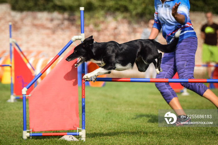 边境牧羊犬正在跳过敏捷障碍。捷克敏捷比赛的精彩一天。他们真是太棒了。