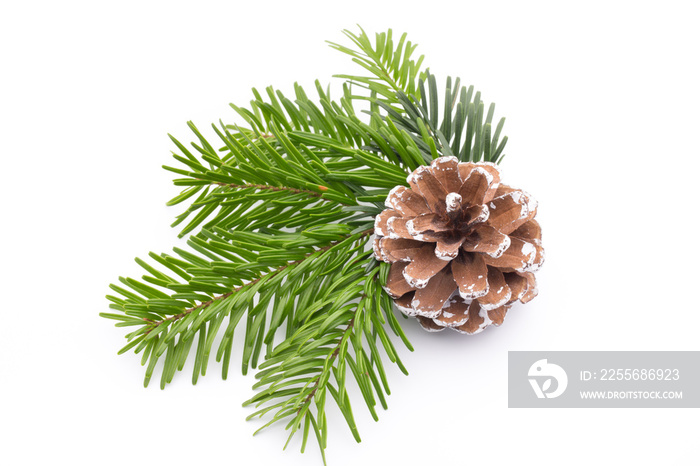 Fir tree branch and cones isolated on white background.