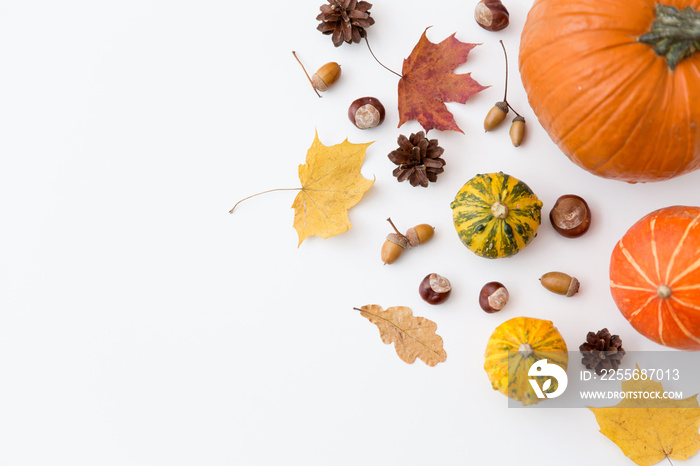 nature, season and botany concept - different dry fallen autumn leaves, chestnuts, acorns and pumpki