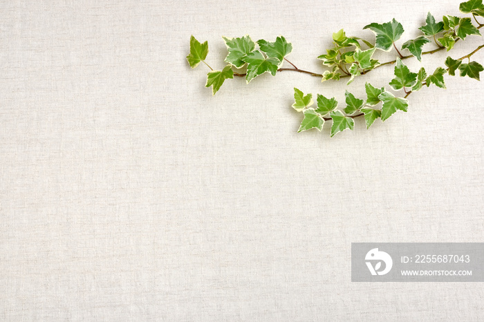 Botanical frame : Ivy on a cloth background.